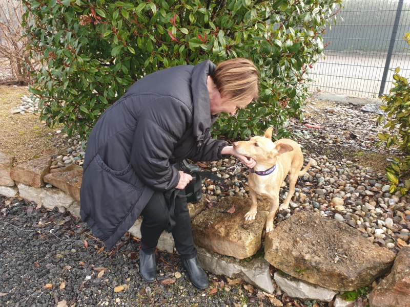 Oli (podenco) (M)