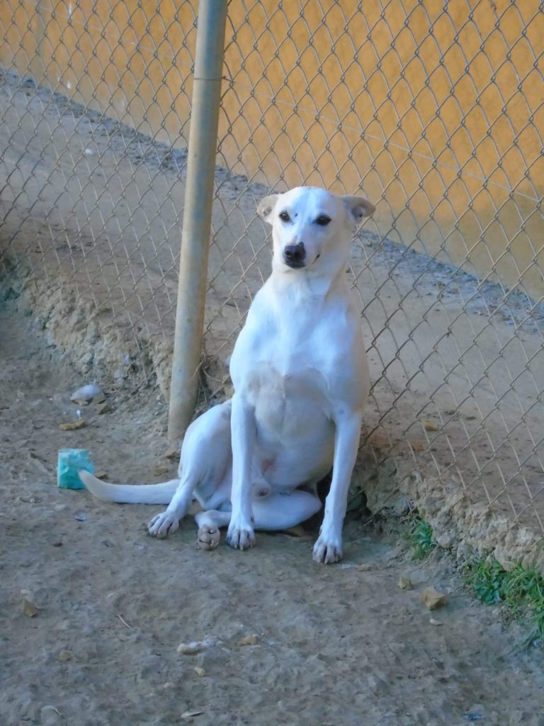 Paco (M)