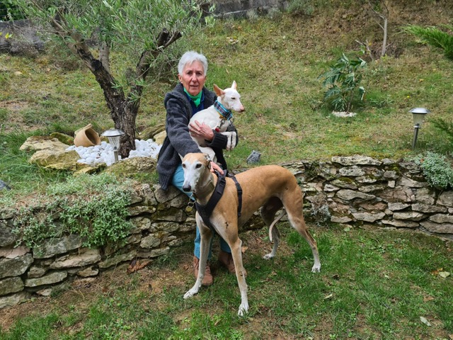 Perce-Neige (podenca) (F)