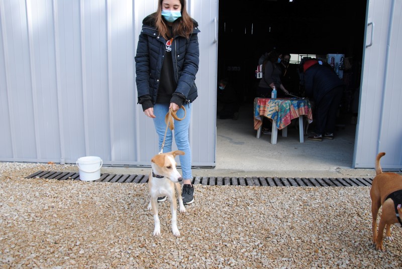 Popeye (podenco) (M)