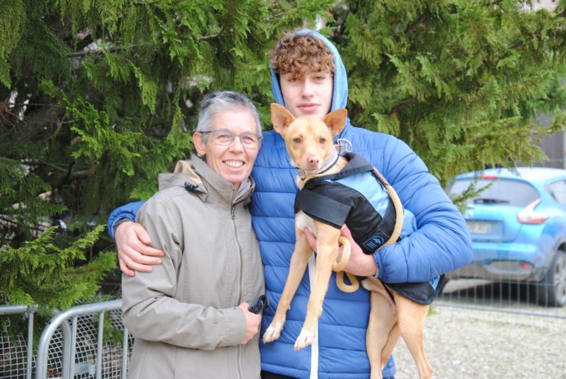 Primero (podenco) (M)
