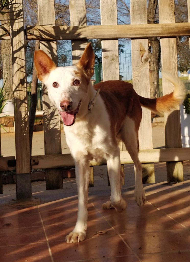 Rinos (M) (podenco)