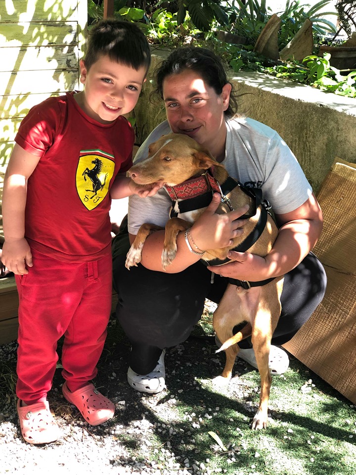 Robin (podenco) (M)