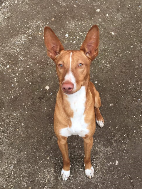 Spike (podenco) (M)