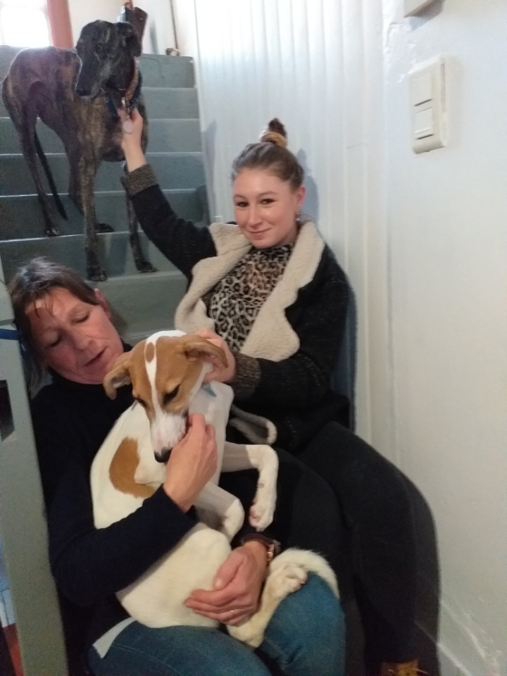 Simba (podenco) (BB)