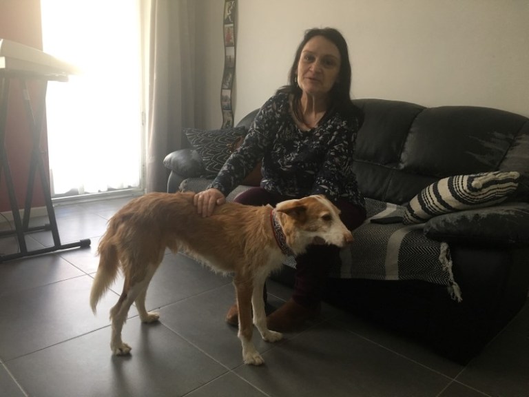 Star (podenco) (M)