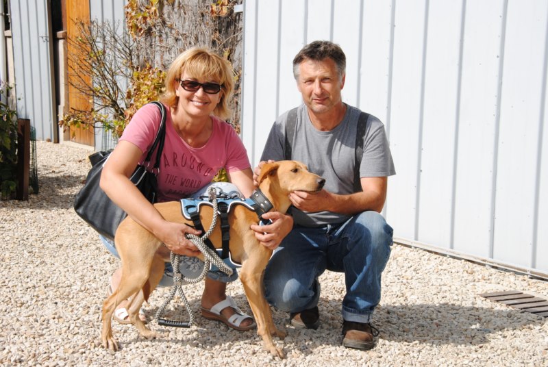 Sugus (podenco) (M)