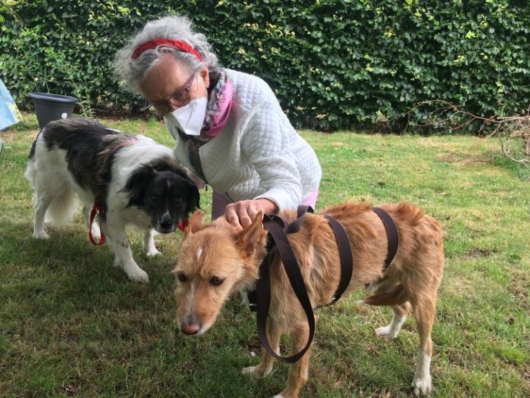 Sulley (podenco) (M)