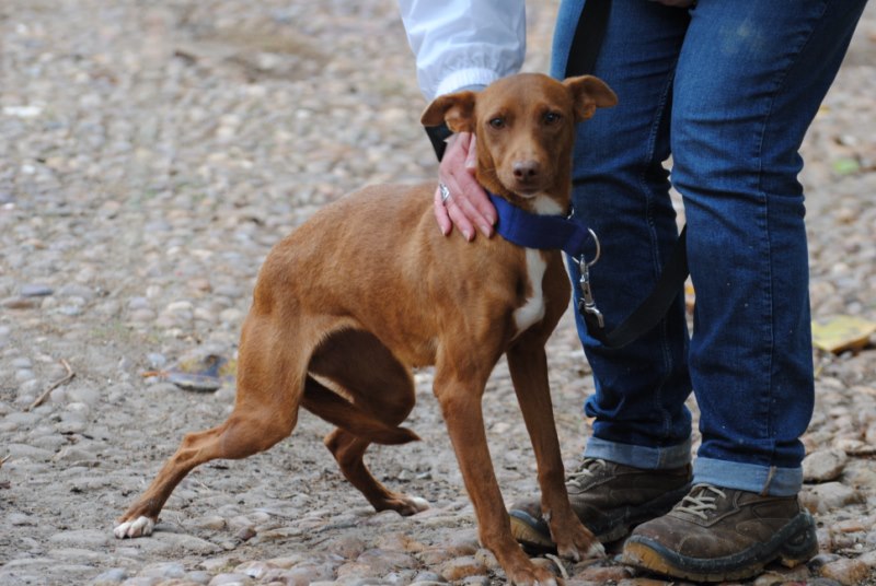Tarra (podenca) (F)