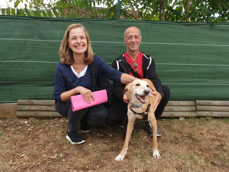 Tello (podenco) (M)