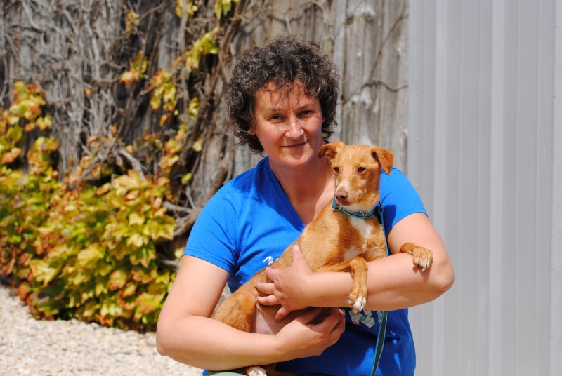 Tony (podenco ) (M)