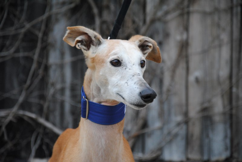 Tulio (M)