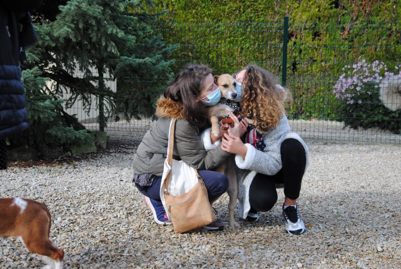 Valentina (podenca) (BB) ( F)