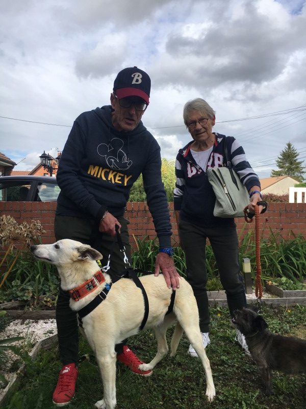 Willy (podenco) (senior)