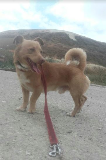 Alamillo (M)