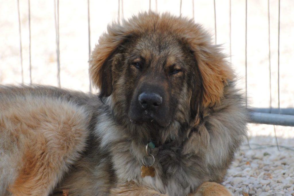 Beethoven (mastin) (M)