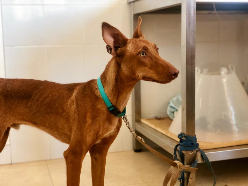 Chincho (podenco) (M)