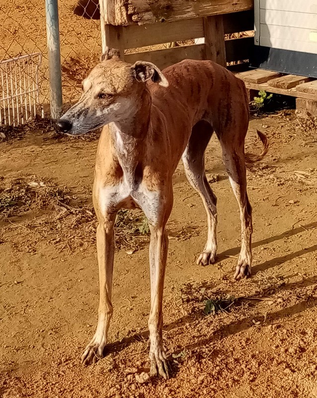 Norma (F)