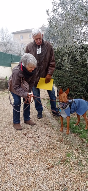 Citrino (podenco) (M)