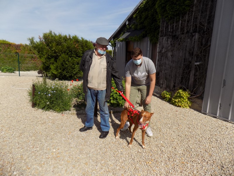 Diégo (podenco) (M)