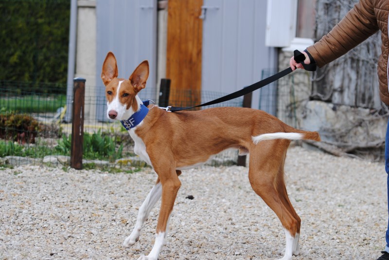 Dundee (podenco) (M)