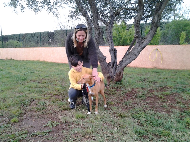 Lewis (podenco) (M)