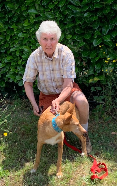 Lila (podenca) (F) senior