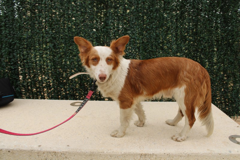Mario (podenco maneto) (M)