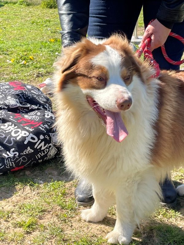 Nelson (berger australien) (M)
