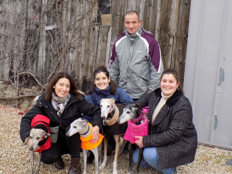 Raton (whippet) (M)