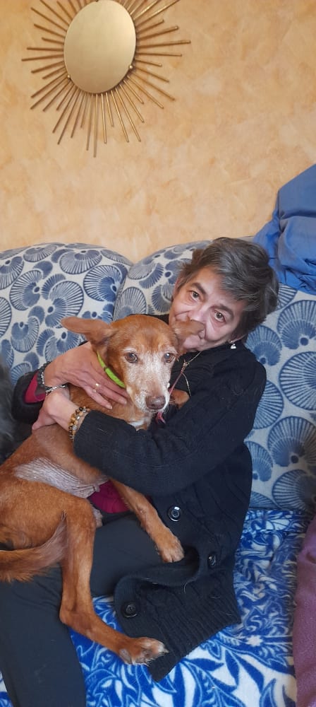 Victoria (podenca) (F) senior