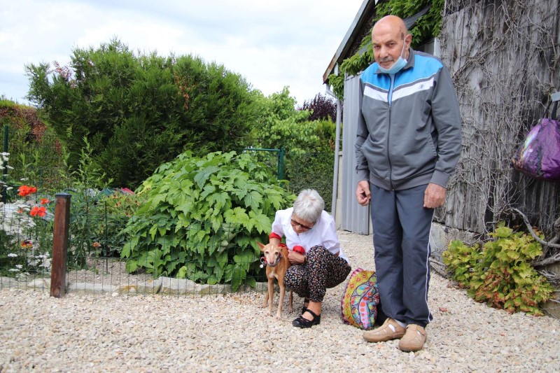 Bucky (podenco) (M) senior
