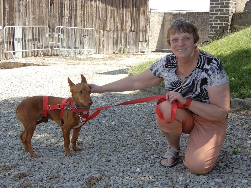 Chato (Podenco Maneto)