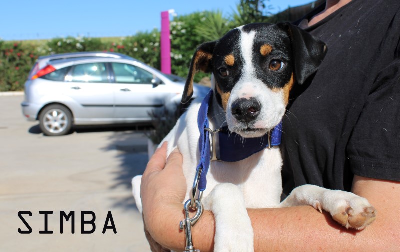 Simba (M) (bodeguero)