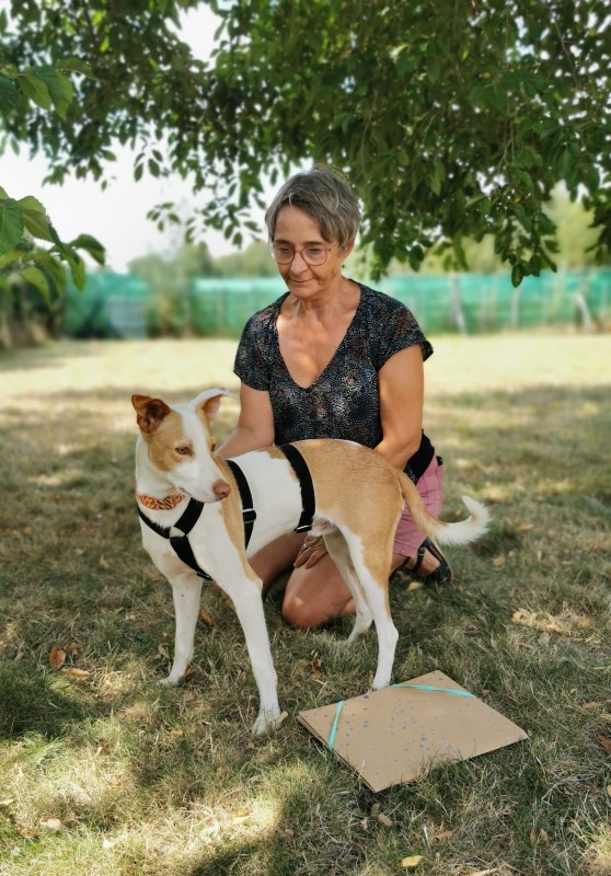 Snoopy (M) (podenco)