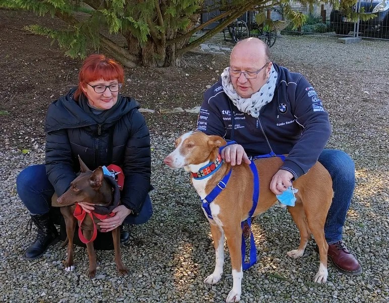 Bastian (podenco) (M)
