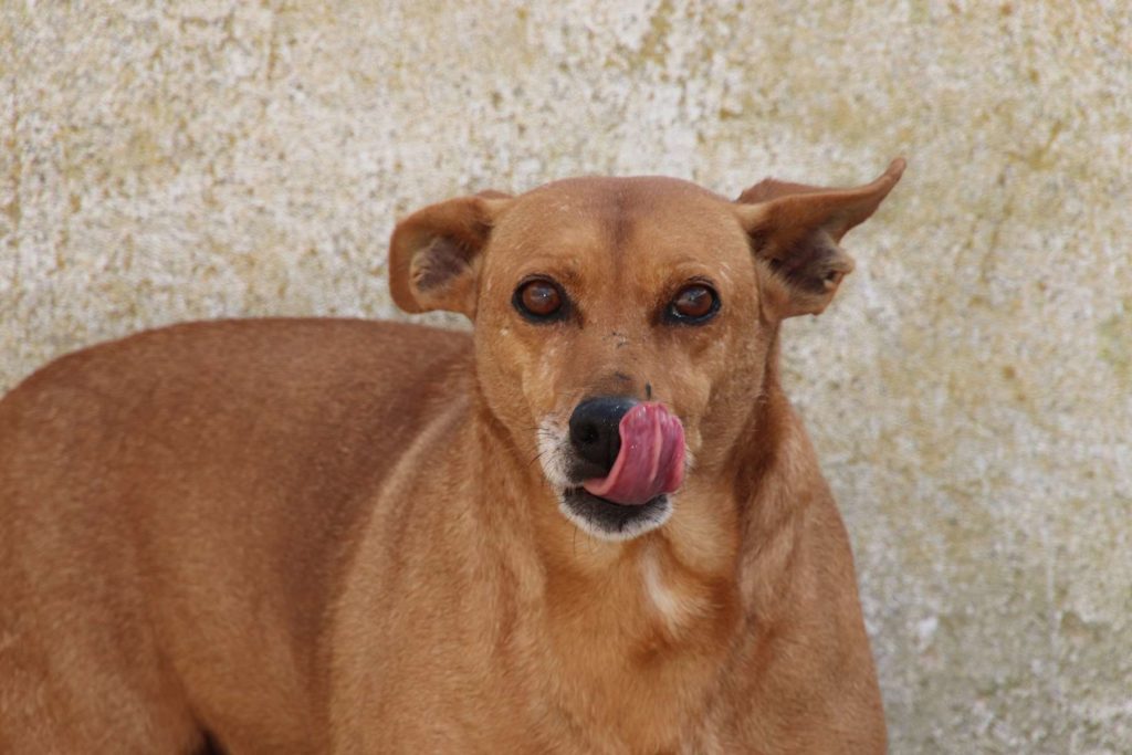 Léon (M) Pod Ecija Adopté