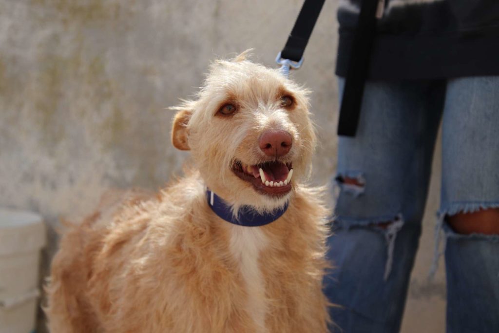 Manolo (M) Pod / Ecija Adopté