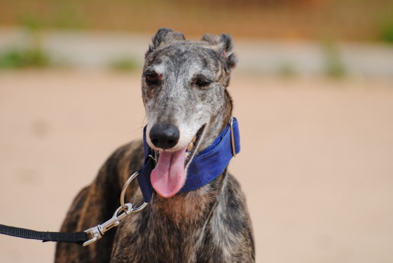Odiseo (M) Adopté
