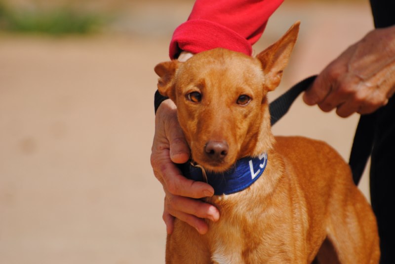 Zimbali (Pod) (M) Adopté
