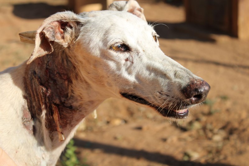 Cambemba (F) senior.