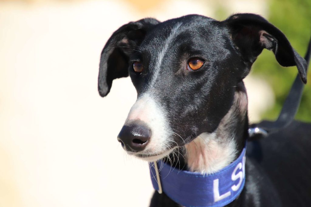 Massimo (M) Adopté