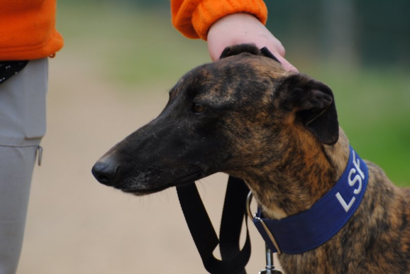 Cooper (M) Adopté