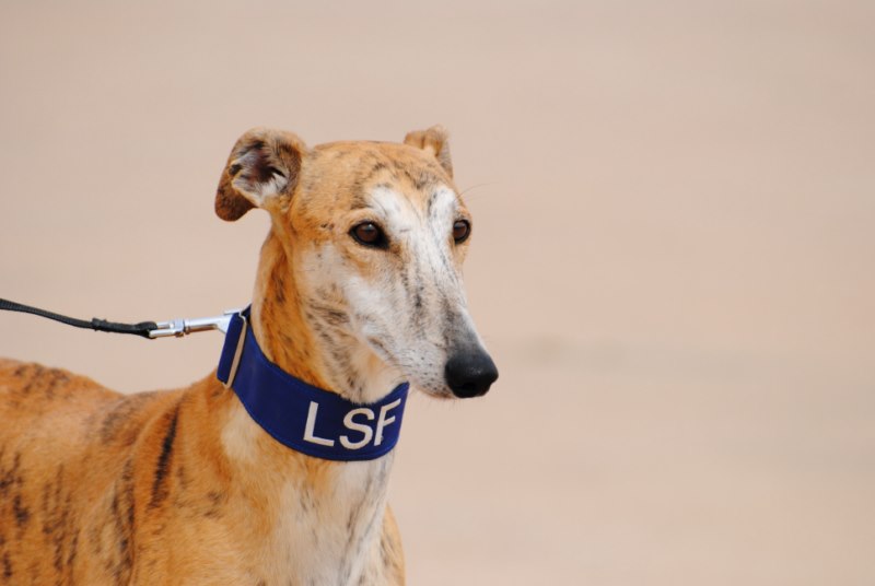 Grégoire (M) Adopté