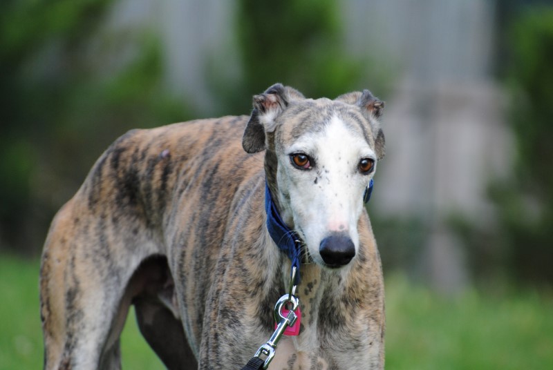 Andres (M) Adopté