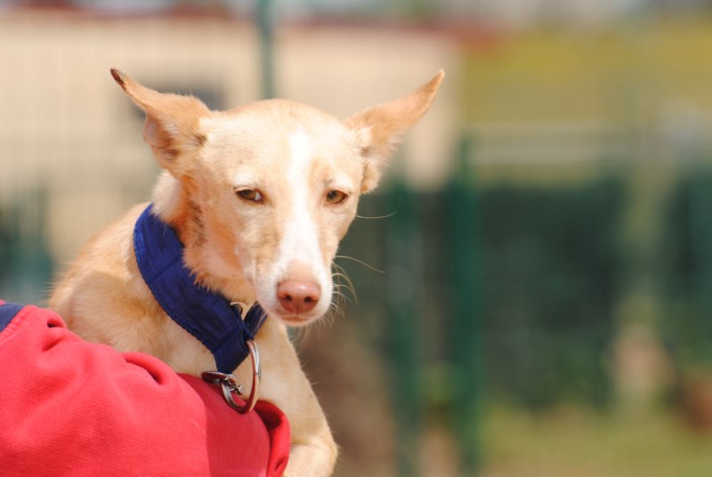 Pitusa (podenca) (F) Adoptée