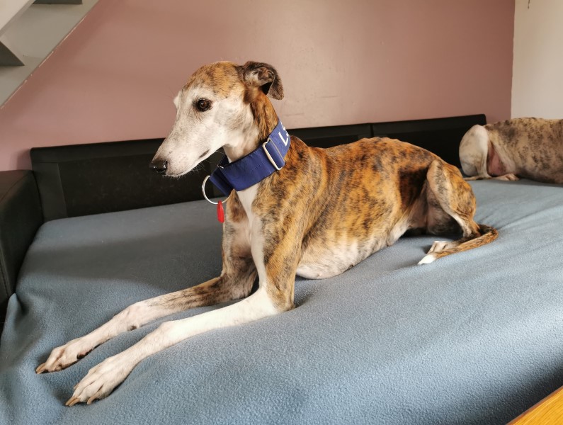 Elly (F) Adoptée