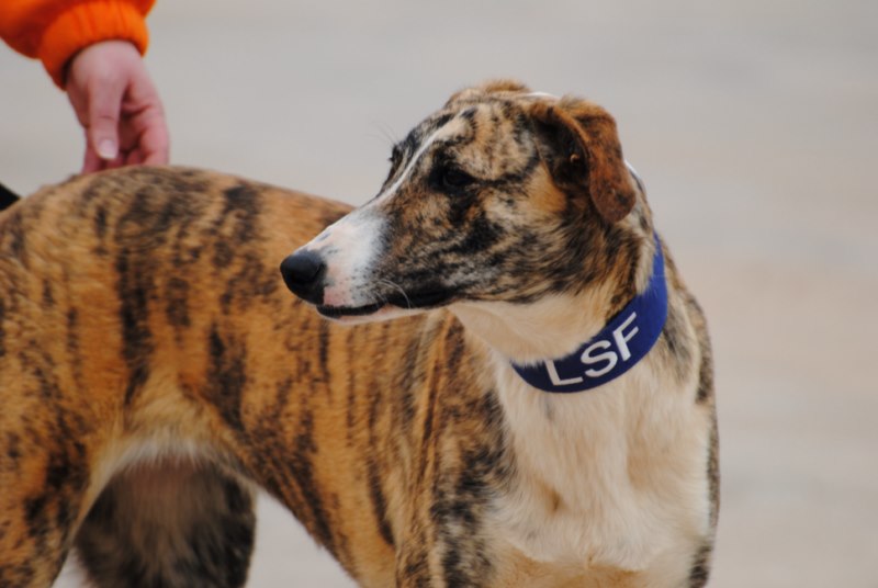 India (F) Galga X Adoptée