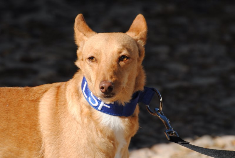 Luz (Pod) (F)/ Ecija Adoptée