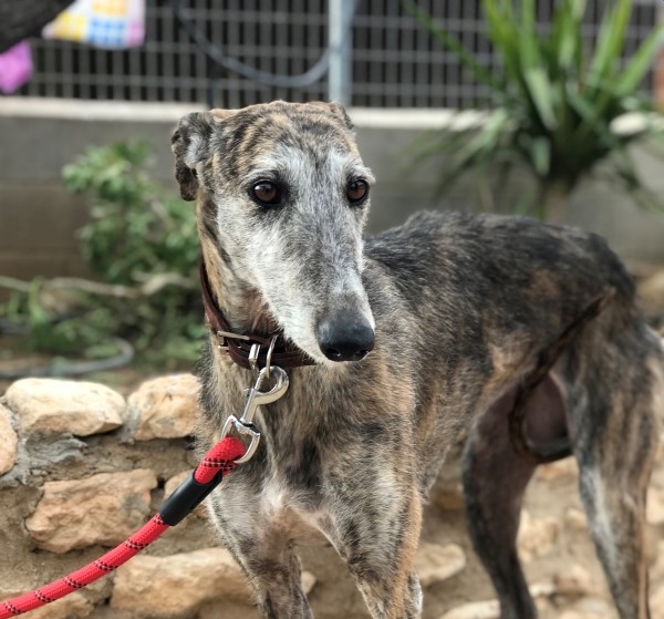 Brenda (F) Adoptée
